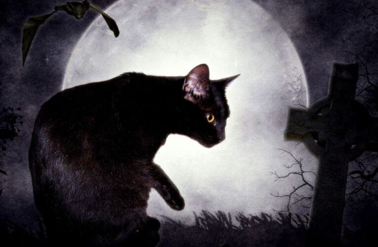 Z padem wśród zwierząt: CAT edition