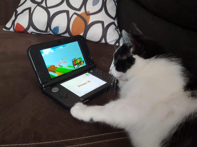 Z padem wśród zwierząt: CAT edition